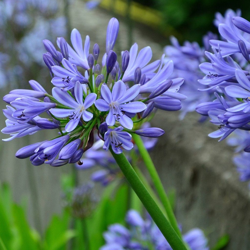 Agapanthus africanus 'Blue Triumphator'
